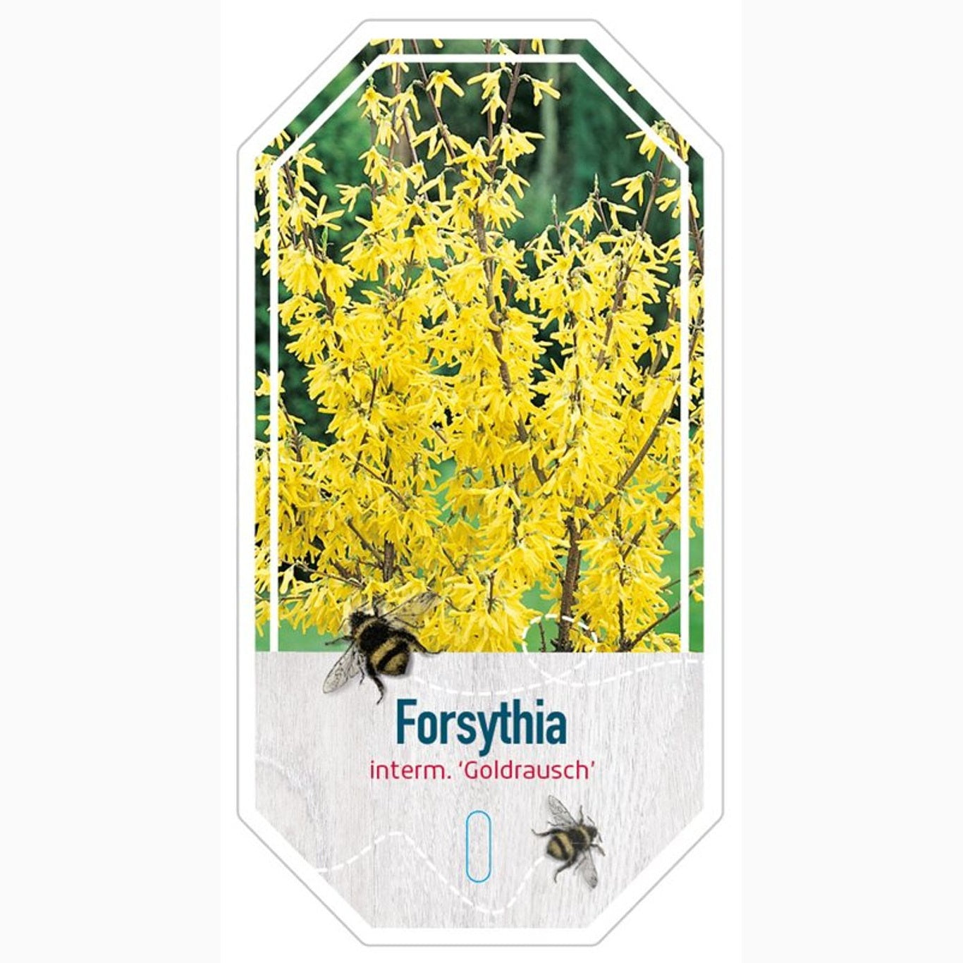 Forsythia – Forsythia 'Goldrausch' - C3 30-40 CM